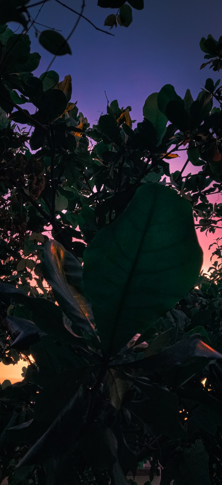 "I want to leaf the world"