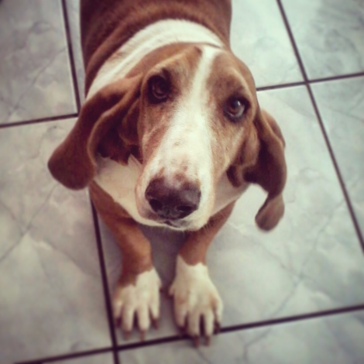 Penélope