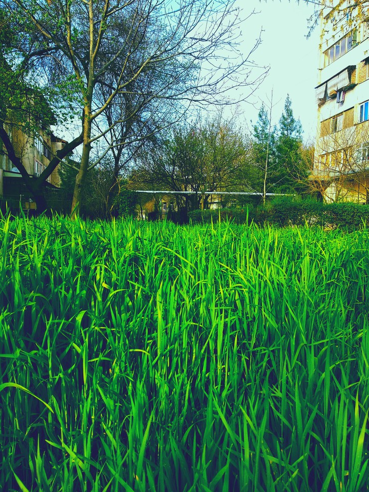 green
