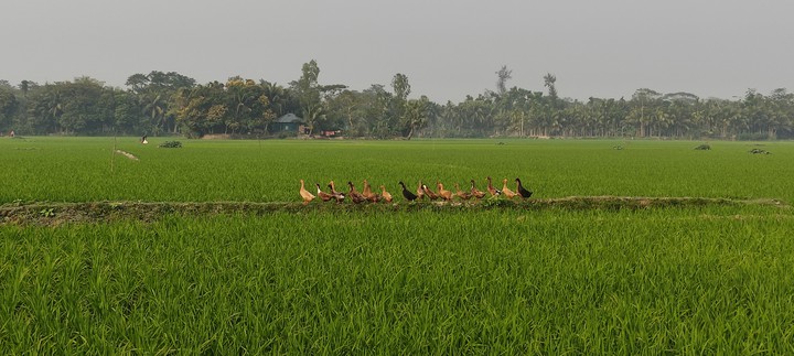 Nature & Ducks