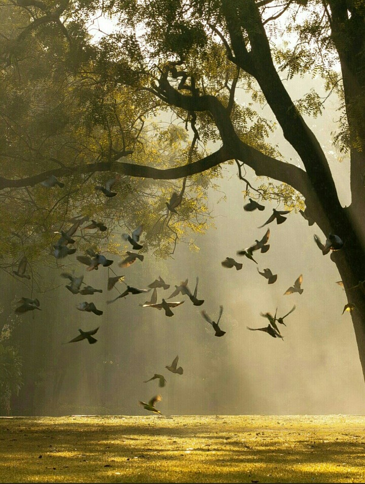flying