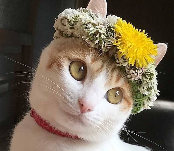 котик