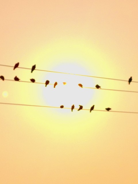 pigeons