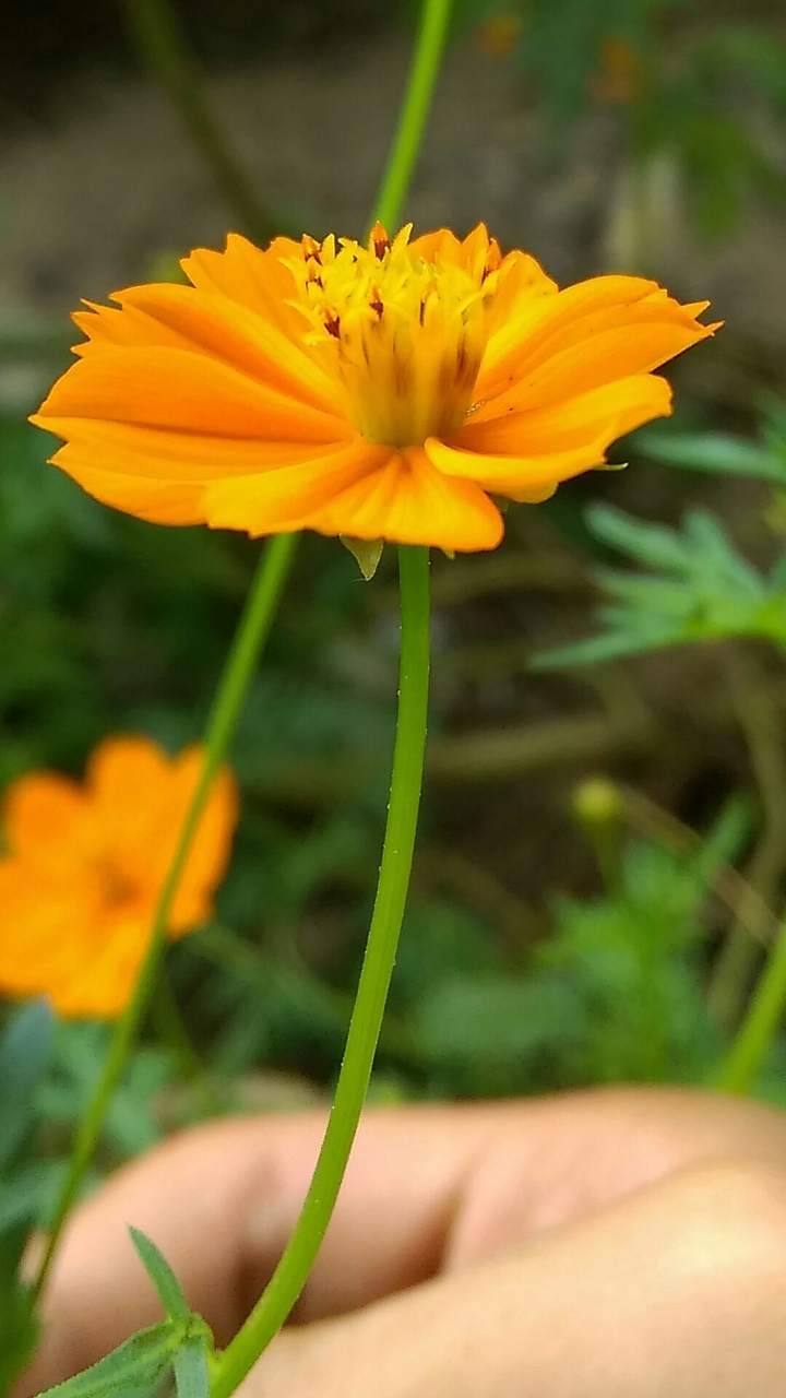 Flower