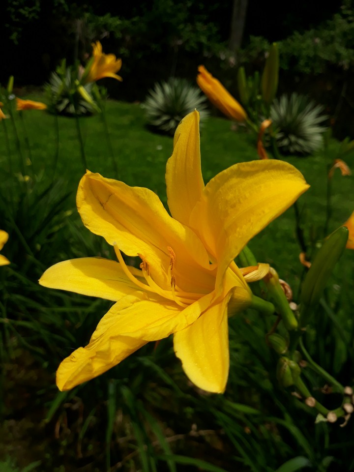 flor amarilla