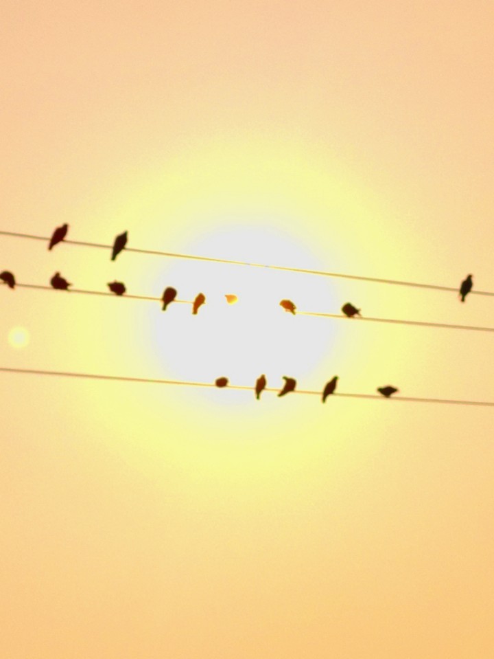 pigeons