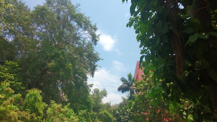 so much greenery