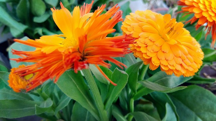 just a random photo of blooming flowers in my garden