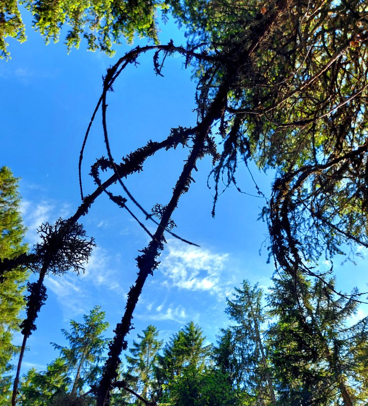 Himmel und Bäume