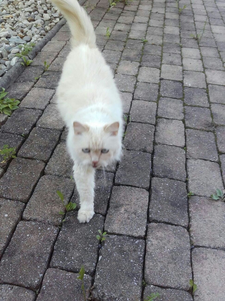 Super sweet cat