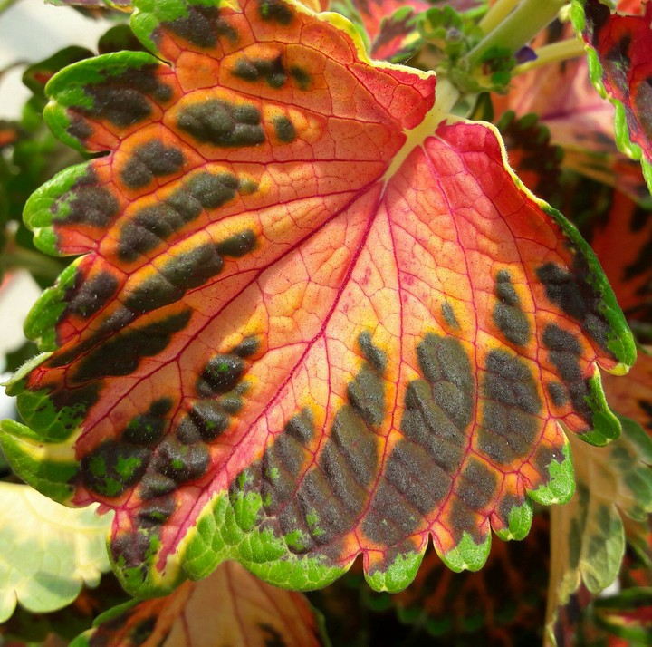 Boje-flower