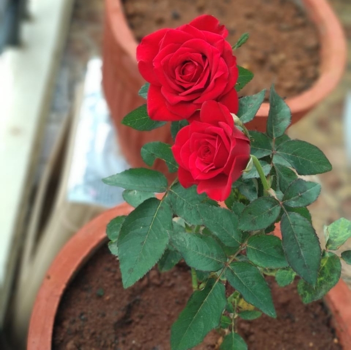 Roses are red