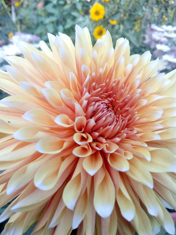 flora