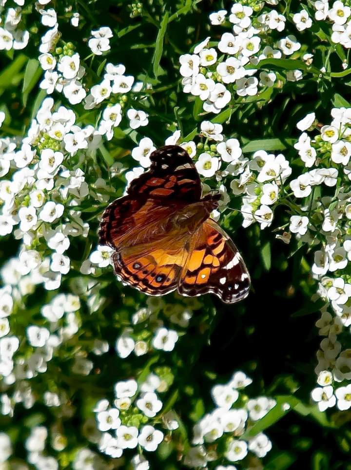 Butterfly