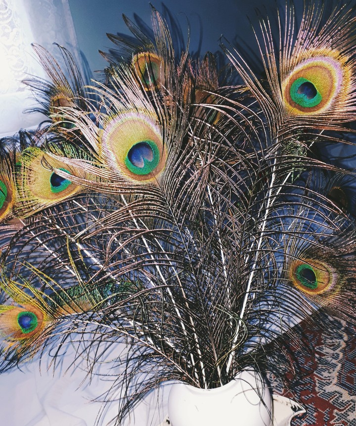 The eyes of the peacock