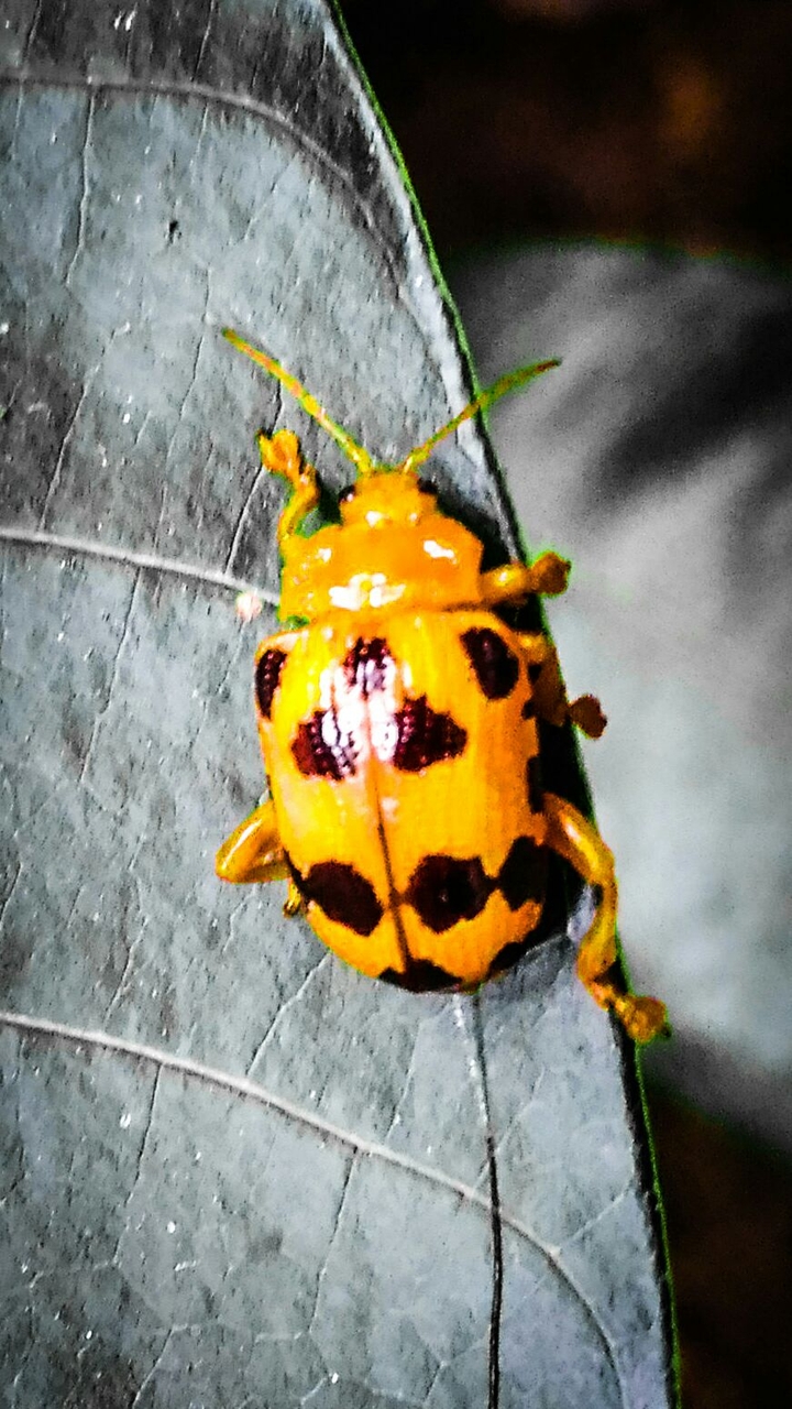 ladybug