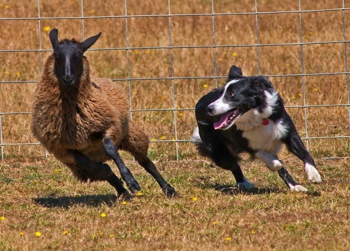 Border Collies Because There IS No Better Dog