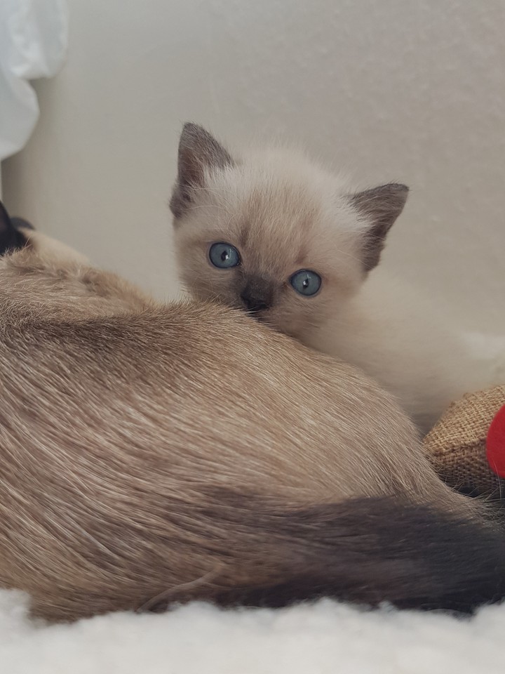 cat♡