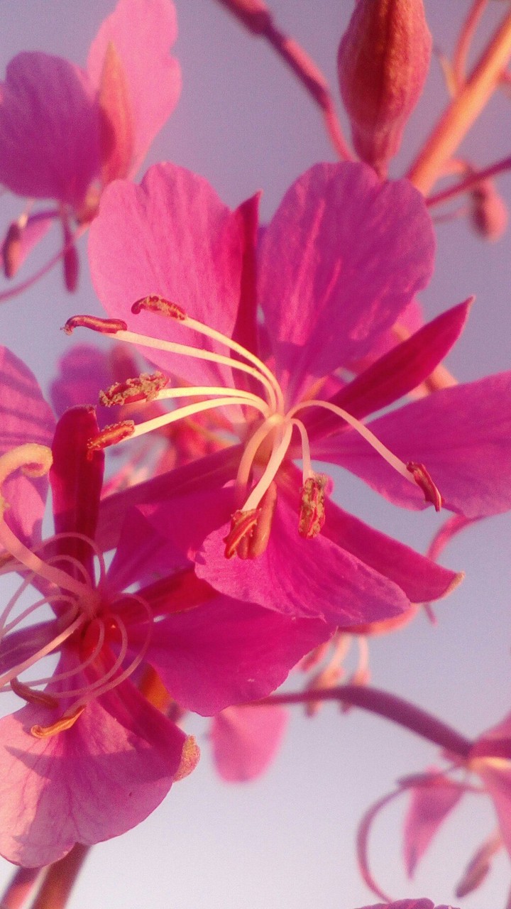 Flower●