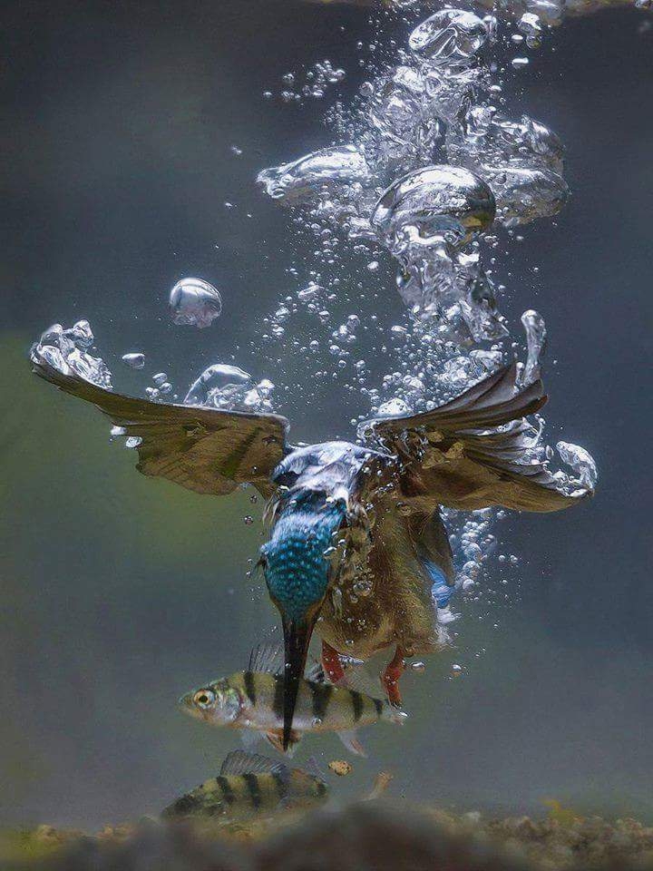 Fish Hunter