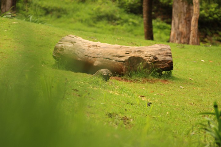 The lonely wood log