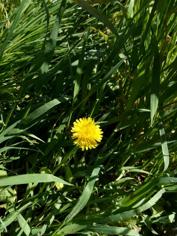 yellow flower