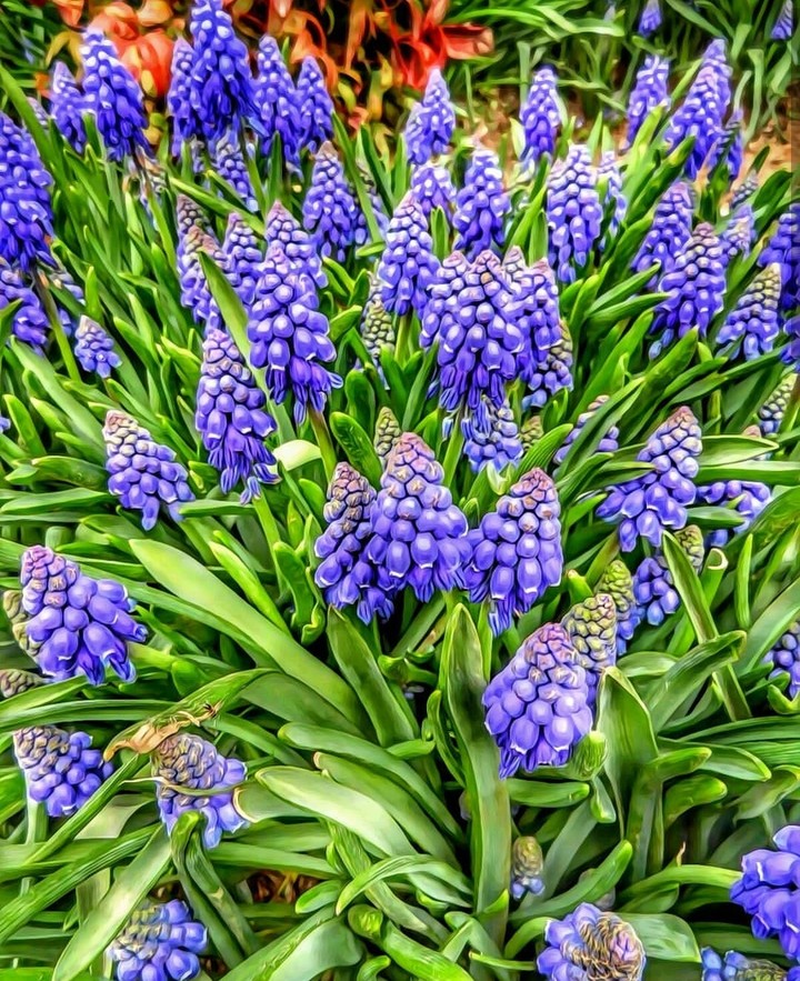 muscari