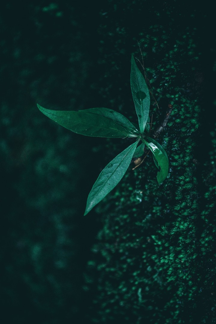 Leafs