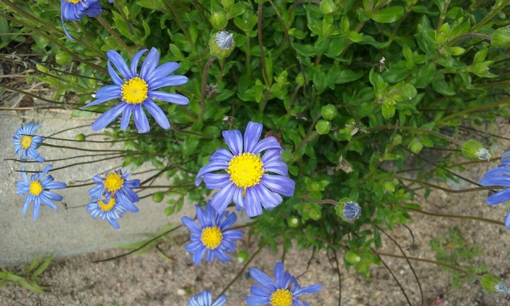 Blue daisies
