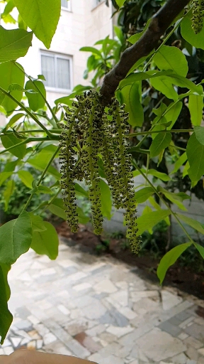walnut tree