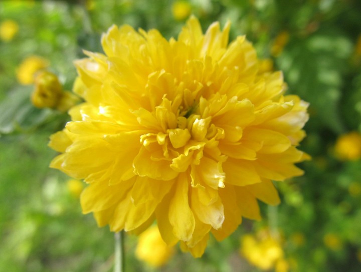 flora