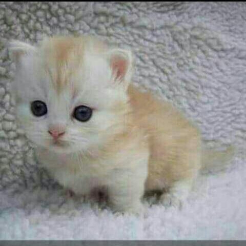 cute cat