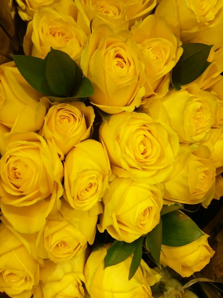 yellow roses
