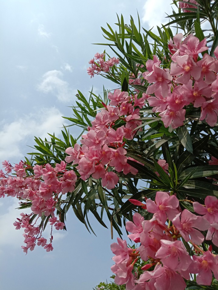 pinkish