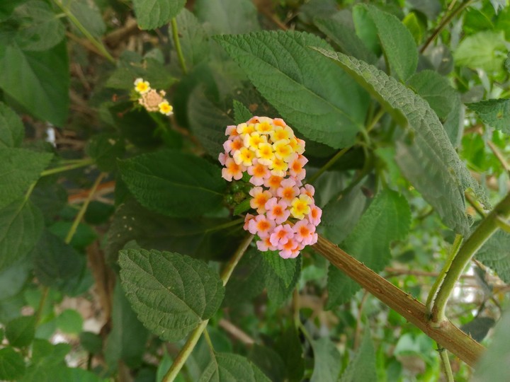 spring's glory