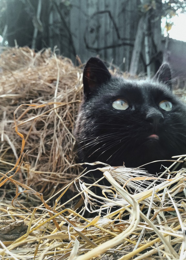 cat????