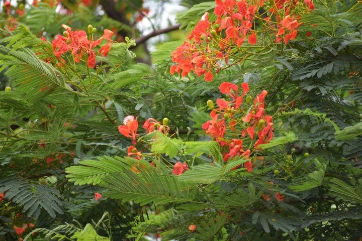 Red Flowers.. Click : BY ME..