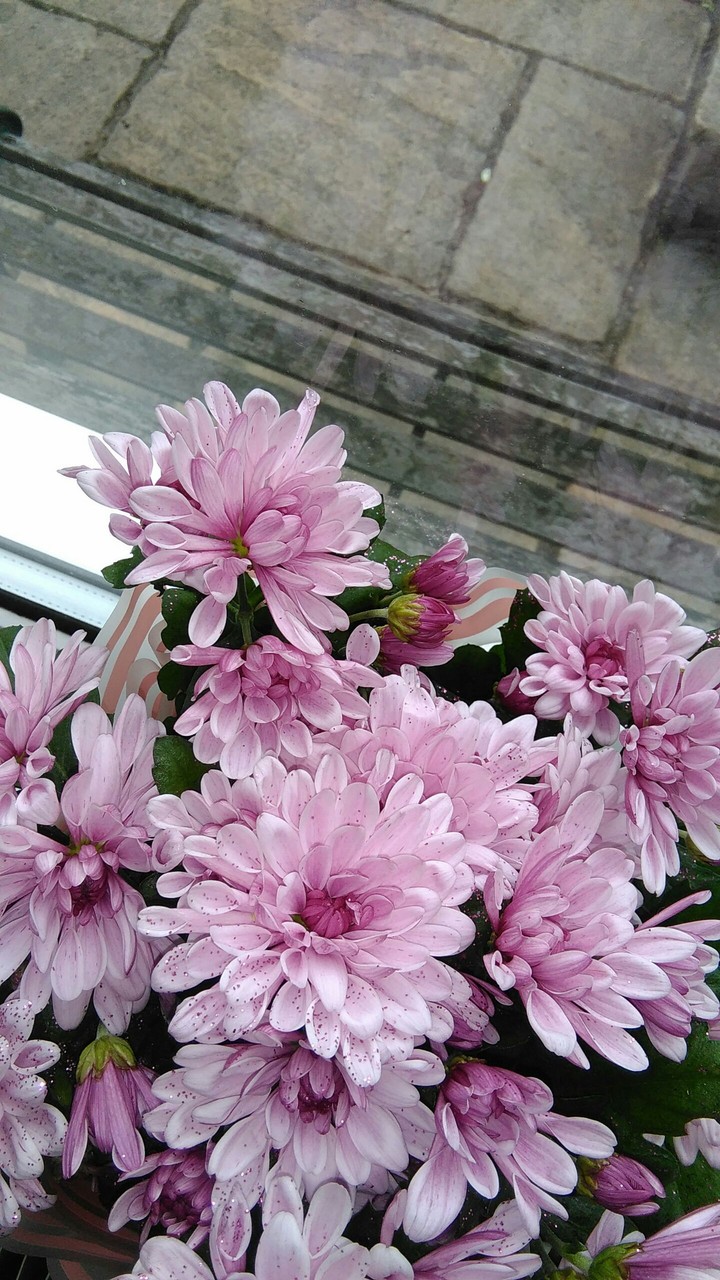 chrysanthemum