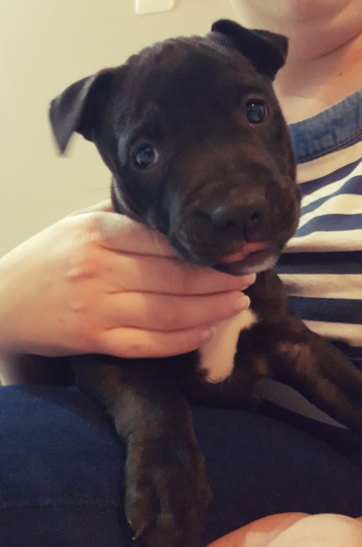 Puppy
