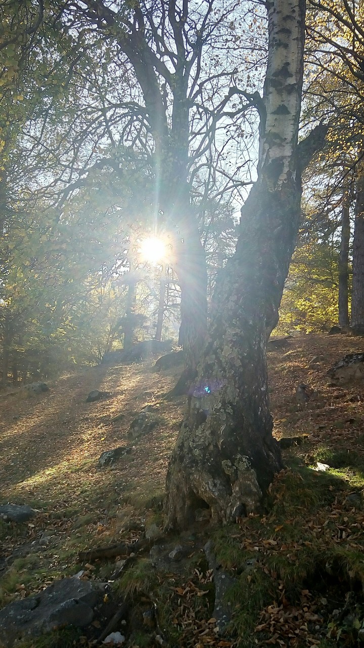 лес