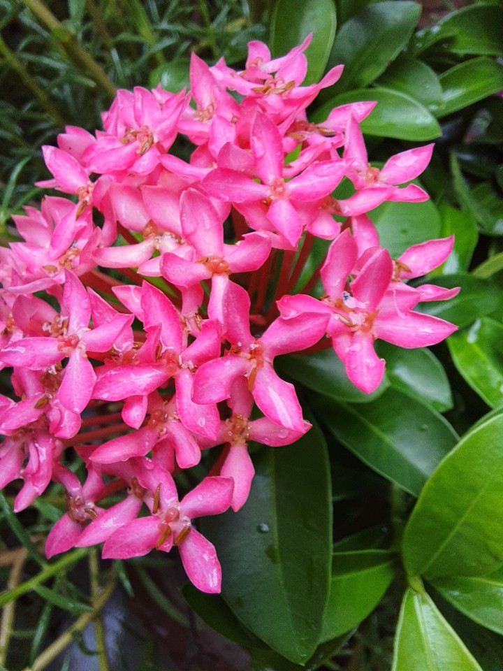 flower......Macro Shot