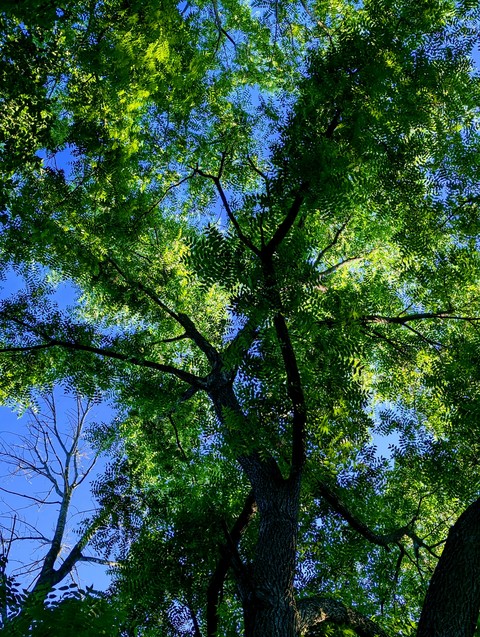 tree, sky wallpapers