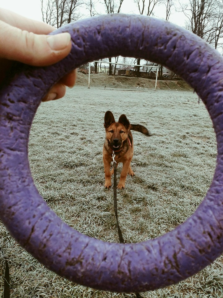 dog