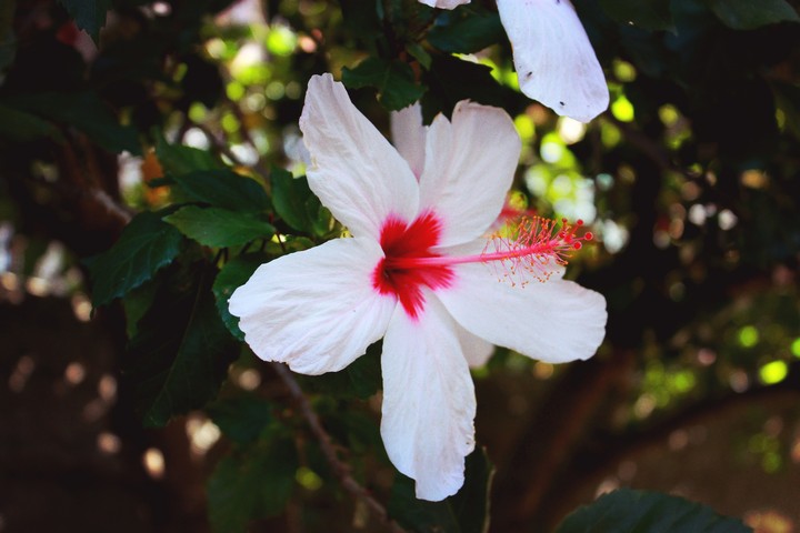 white