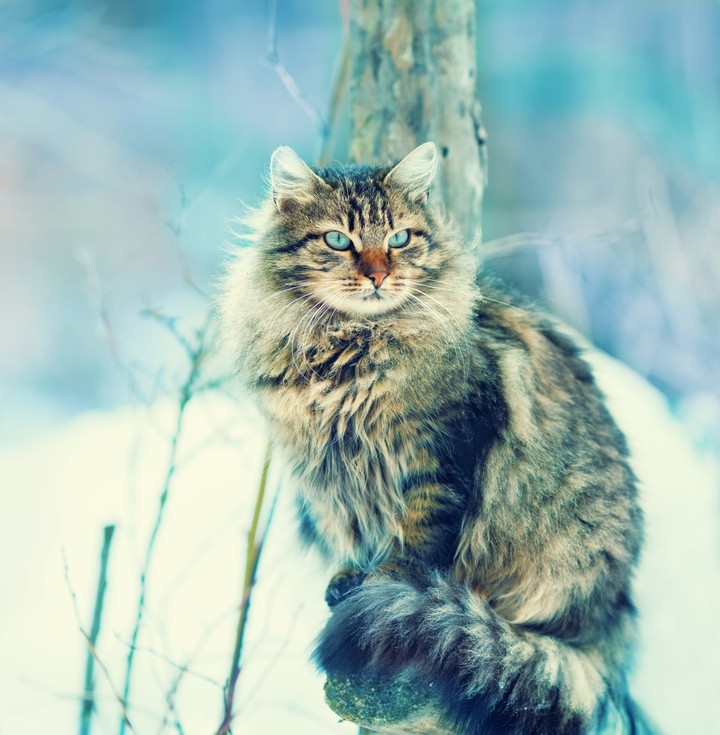 a blue-eyed cat in the snow