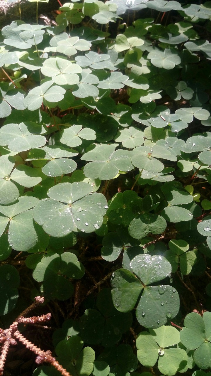 dew