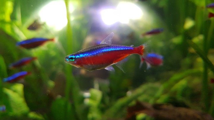 fish