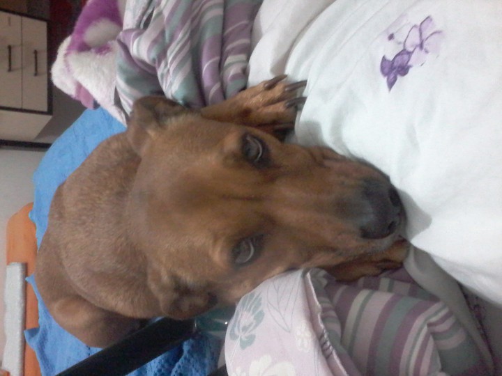 Doguinha