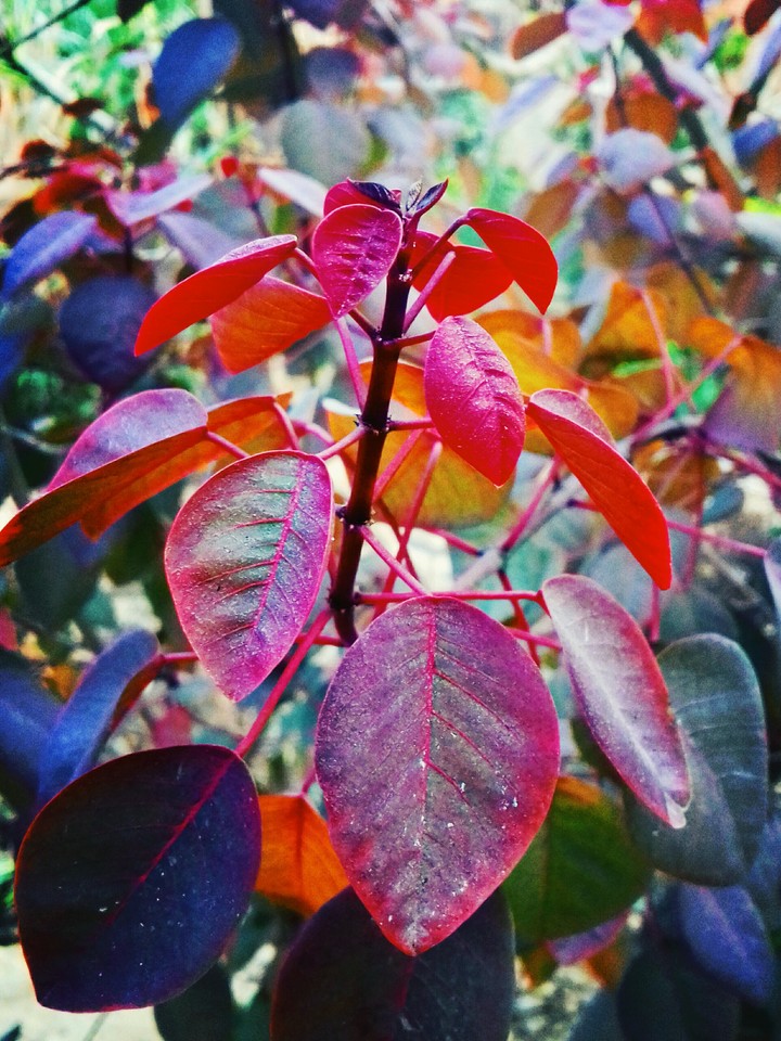 red