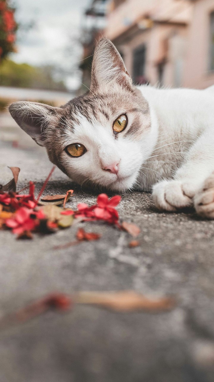 cat